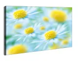 stokrotki-obraz-na-plotnie-60x40-cm