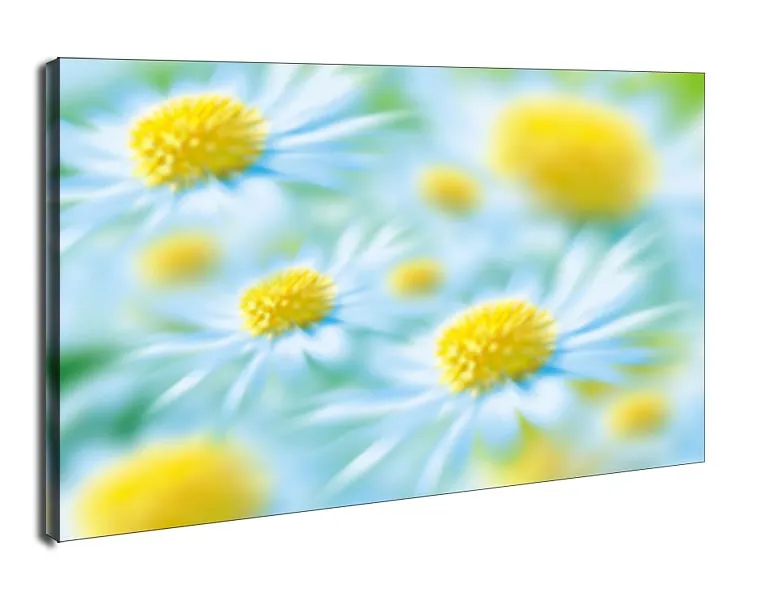 stokrotki-obraz-na-plotnie-60x40-cm