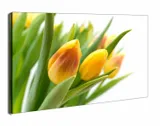 zolte-tulipany-obraz-na-plotnie-60x40-cm