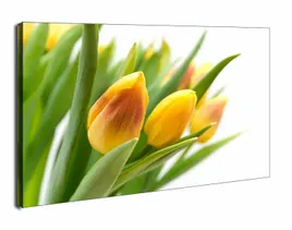 zolte-tulipany-obraz-na-plotnie-60x40-cm