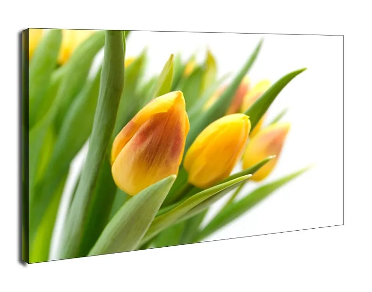 zolte-tulipany-obraz-na-plotnie-60x40-cm