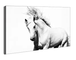 arabski-kon-obraz-na-plotnie-70x50-cm