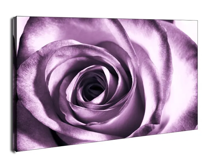 purpurowa-roza-obraz-na-plotnie-40x30-cm