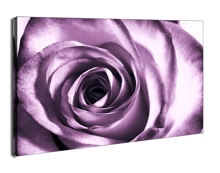 purpurowa-roza-obraz-na-plotnie-40x30-cm