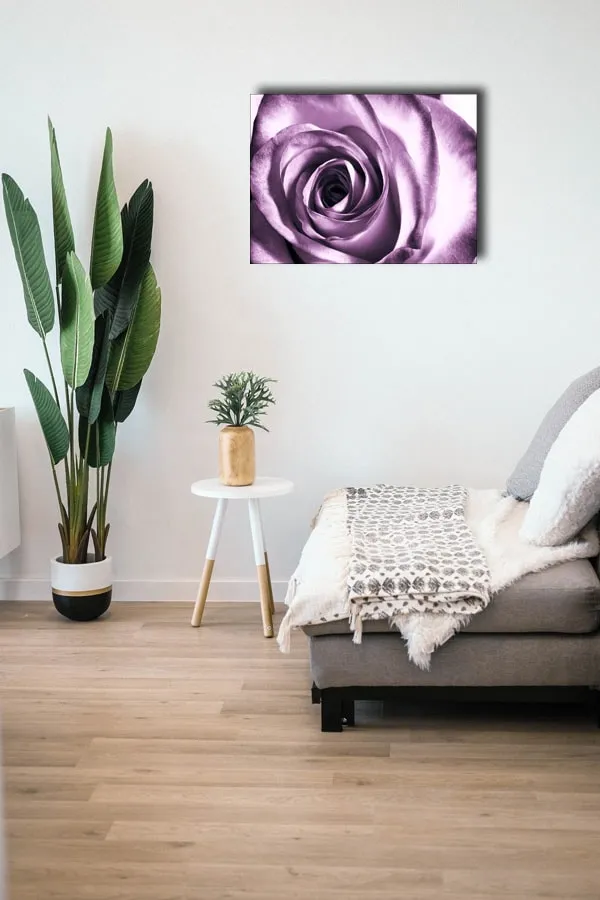 purpurowa-roza-obraz-na-plotnie-40x30-cm