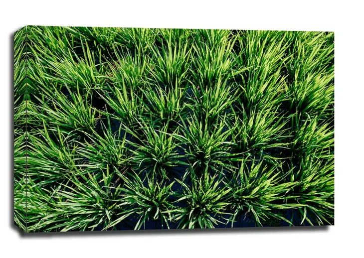 rice-obraz-na-plotnie-915x61-cm
