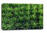 rice-obraz-na-plotnie-915x61-cm