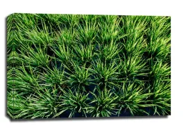 rice-obraz-na-plotnie-915x61-cm