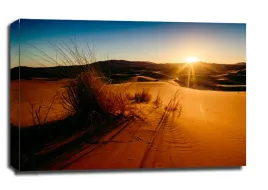 sahara-trawy-obraz-na-plotnie-50x40-cm