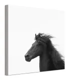 majesty-ii-obraz-na-plotnie-60x60-cm