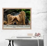 york-plakat-60x40-cm-stan-nowy