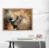 slon-plakat-80x60-cm-stan-nowy