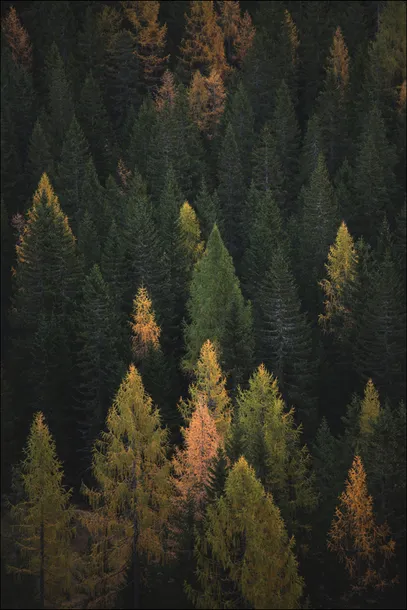 jesienny-las-plakat-40x50-cm