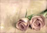 samotne-roze-plakat-40x30-cm