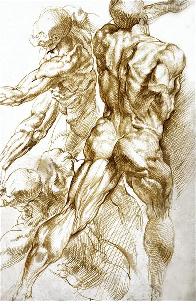 anatomical-studies-rubens-plakat-60x80-cm