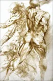 anatomical-studies-rubens-plakat-60x80-cm