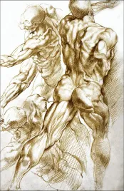 anatomical-studies-rubens-plakat-60x80-cm