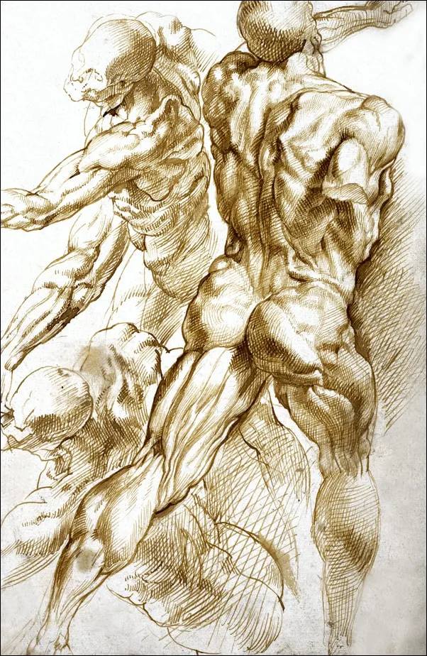 anatomical-studies-rubens-plakat-60x80-cm