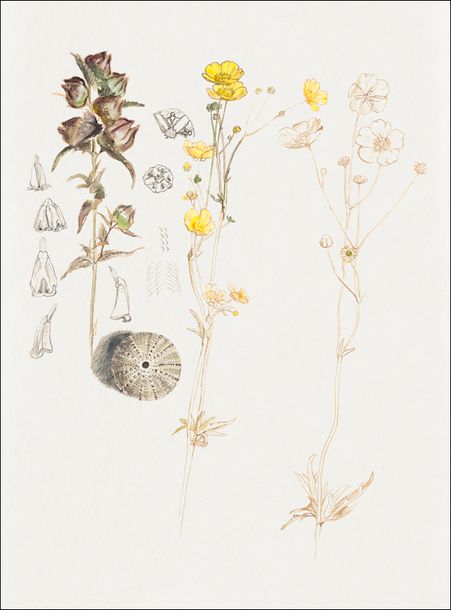 Buttercups, Mt. Desert, Samuel Colman - plakat 21x29,7 cm