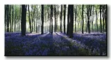 playing-the-blues-obraz-na-plotnie-100x50-cm