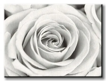rose-obraz-na-plotnie-80x60-cm