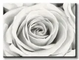 rose-obraz-na-plotnie-80x60-cm