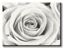 rose-obraz-na-plotnie-80x60-cm