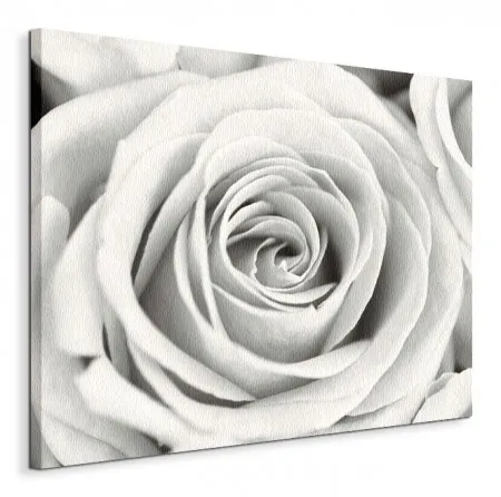 rose-obraz-na-plotnie-80x60-cm-stan-nowy