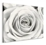 rose-obraz-na-plotnie-80x60-cm-stan-nowy