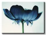 japanese-anemone-obraz-na-plotnie-80x60-cm-stan-nowy
