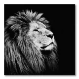 majesty-obraz-na-plotnie-85x85-cm-stan-nowy