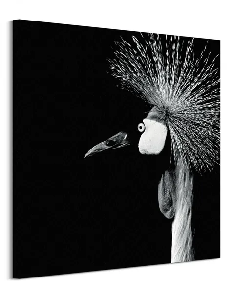 balearica-regulorum-obraz-na-plotnie-85x85-cm