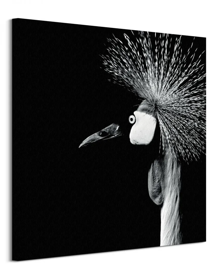 balearica-regulorum-obraz-na-plotnie-85x85-cm