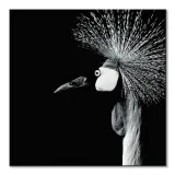 balearica-regulorum-obraz-na-plotnie-85x85-cm-stan-nowy