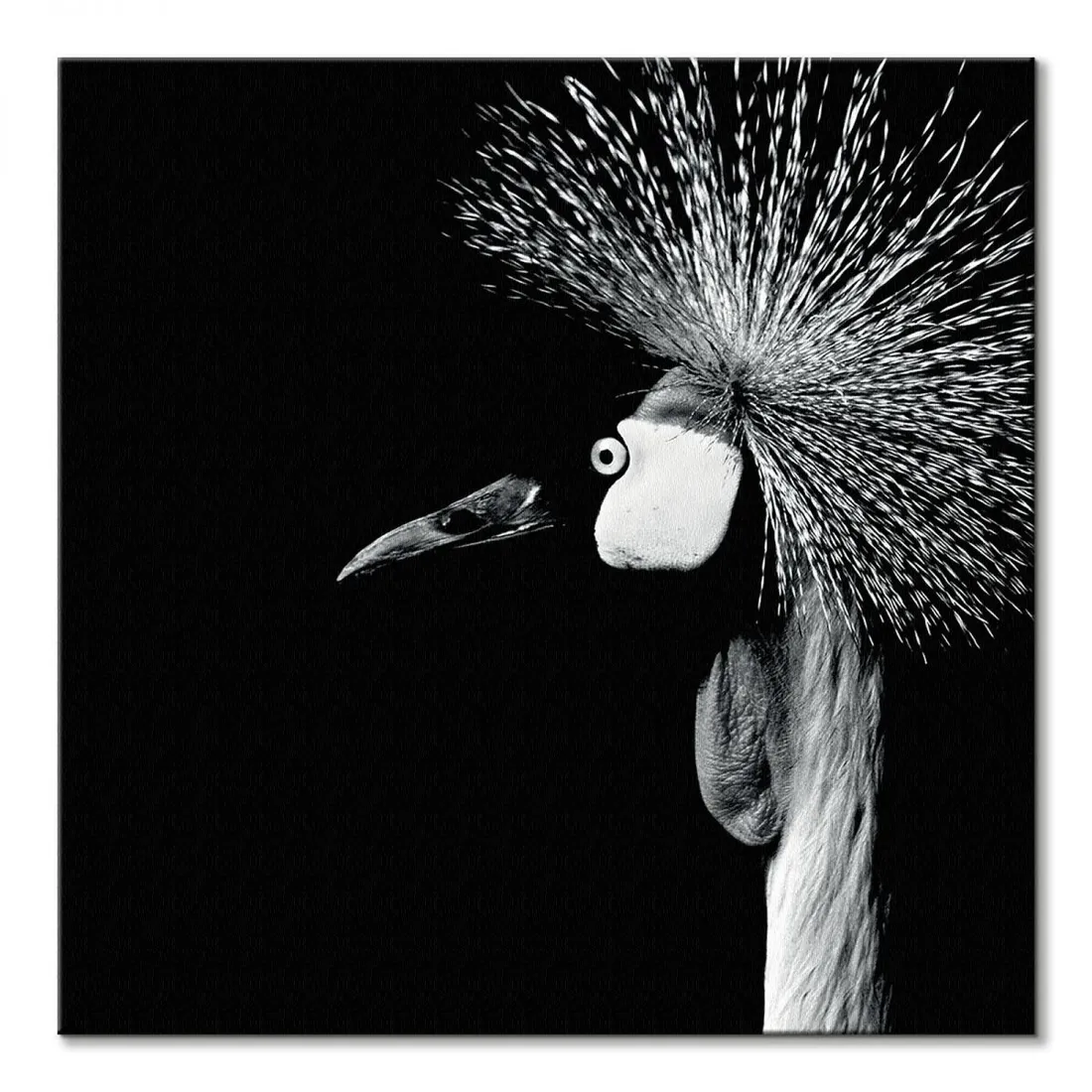 balearica-regulorum-obraz-na-plotnie-85x85-cm
