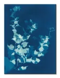 bougainvillea-obraz-na-plotnie-60x80-cm-stan-nowy