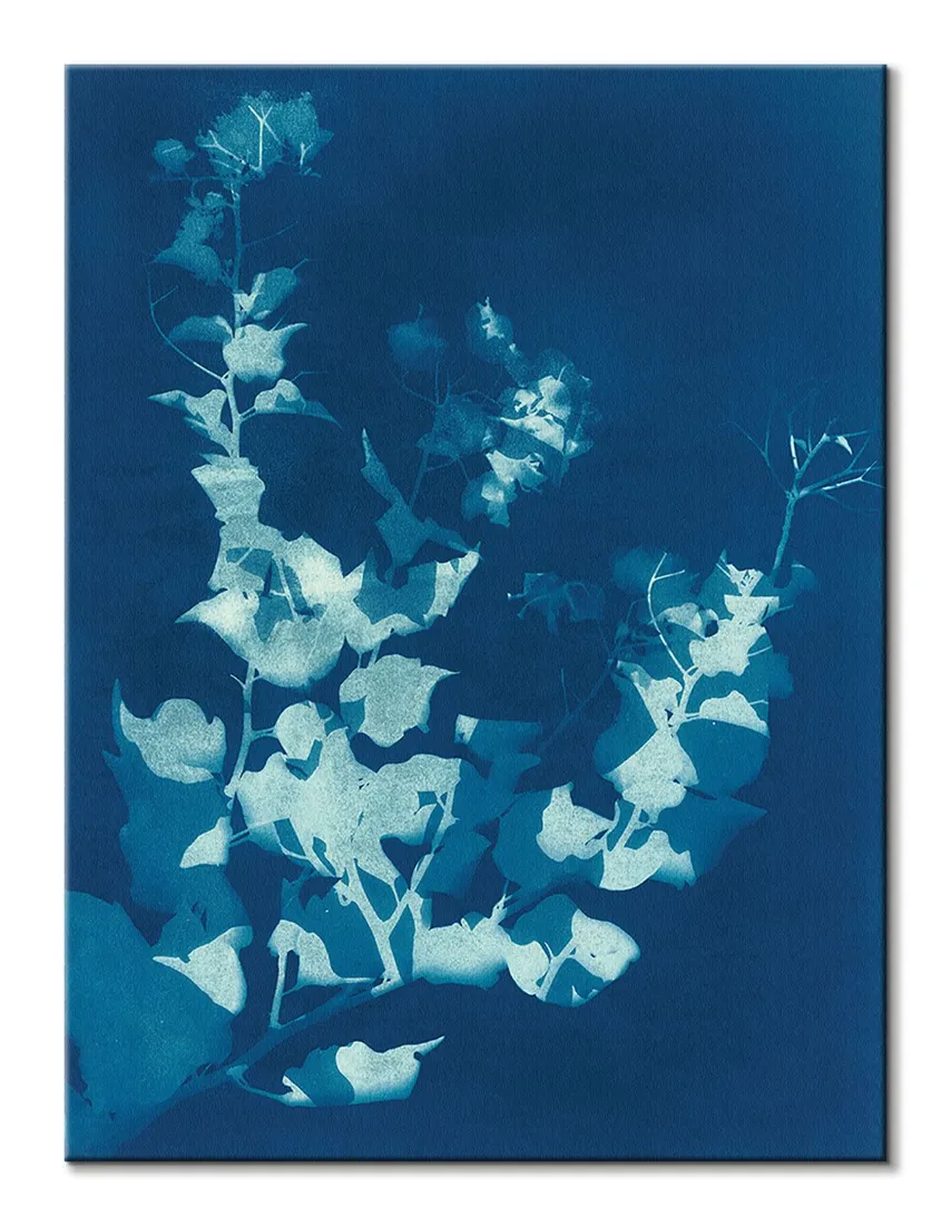 bougainvillea-obraz-na-plotnie-60x80-cm