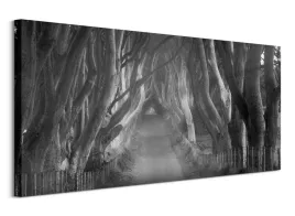 beech-tree-lane-obraz-na-plotnie-100x50-cm