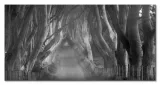 beech-tree-lane-obraz-na-plotnie-100x50-cm-stan-nowy
