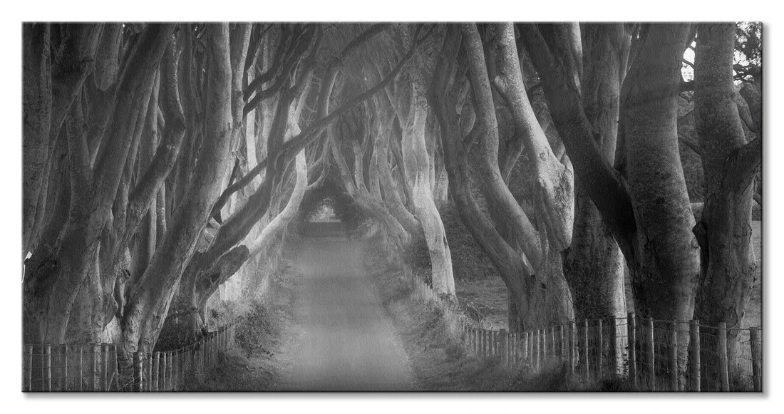 beech-tree-lane-obraz-na-plotnie-100x50-cm