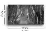 beech-tree-lane-obraz-na-plotnie-100x50-cm-stan-nowy