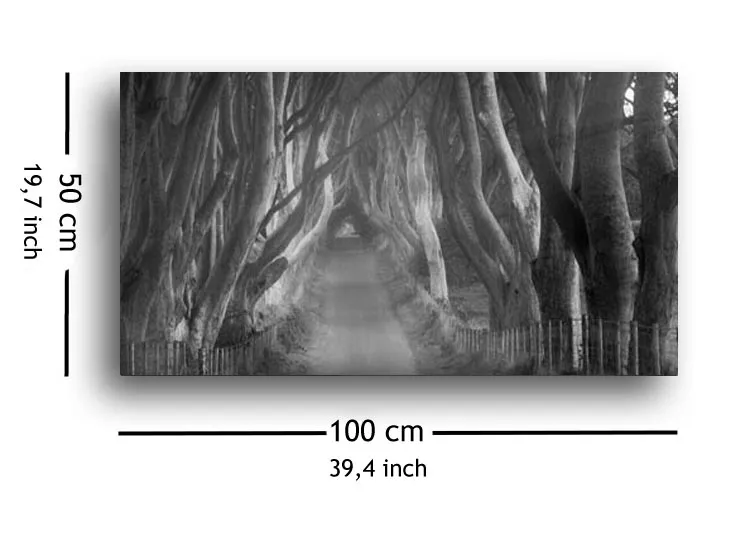 beech-tree-lane-obraz-na-plotnie-100x50-cm