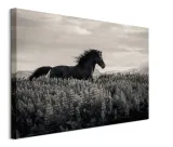 little-black-obraz-na-plotnie-80x60-cm