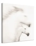 gentle-obraz-na-plotnie-85x85-cm