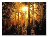 enchanted-obraz-na-plotnie-80x60-cm-stan-nowy