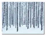 frosted-trees-obraz-na-plotnie-80x60-cm-stan-nowy