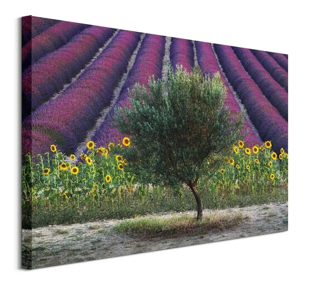drzewo-oliwne-obraz-na-plotnie-80x60-cm