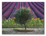 drzewo-oliwne-obraz-na-plotnie-80x60-cm-stan-nowy