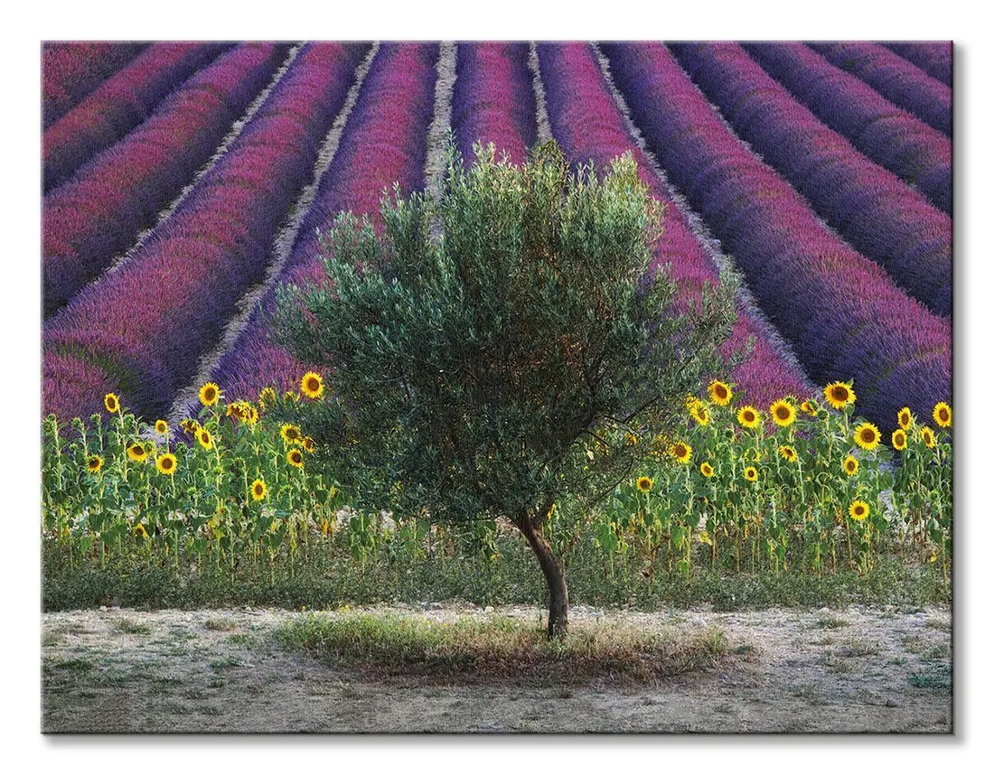 drzewo-oliwne-obraz-na-plotnie-80x60-cm