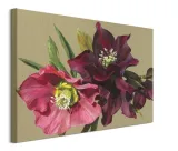 nightshade-hellebore-obraz-na-plotnie-80x60-cm